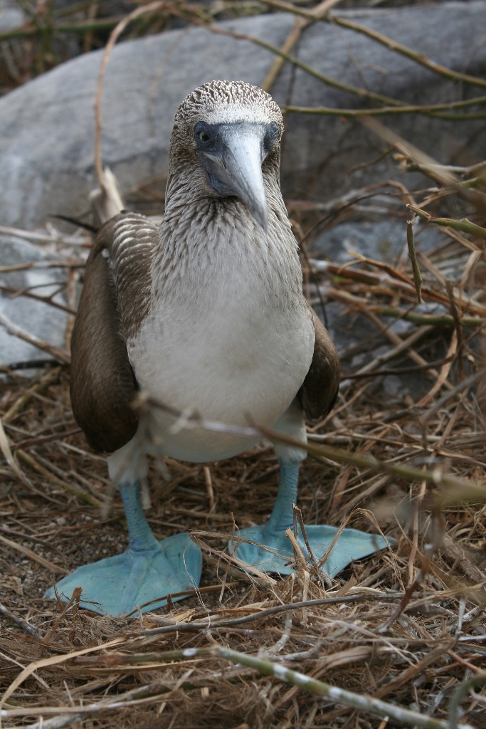 Blue Footed Boobies - Galapagos 2010 -IMG 6992